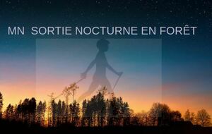 MN SORTIE NOCTURNE EN FORET