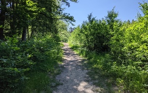 MN Dimanche matin Sortie Forestière 